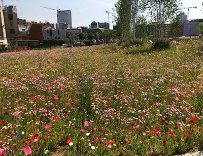 2018-10_18_Parco_Biblioteca_Alberi_1.jpg