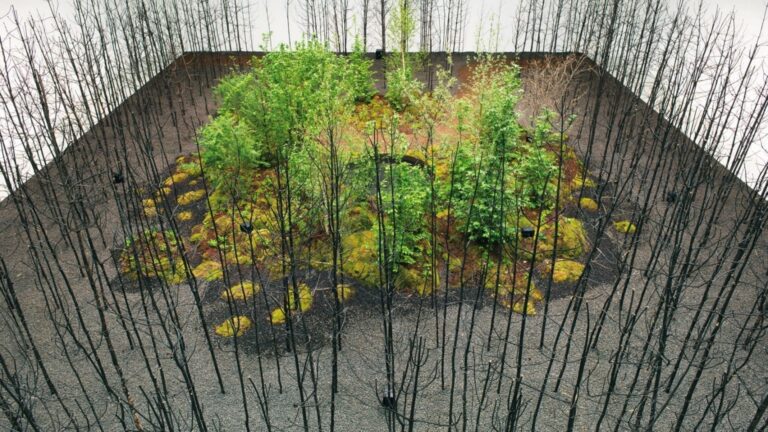 5 designer che piantano alberi contro il cambiamento climatico